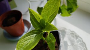 Рассада, футболки с ВБ.  Самарская Лидия с ВБ-обман.