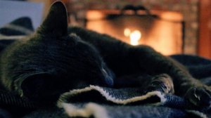 Почему кошка не спит по ночам