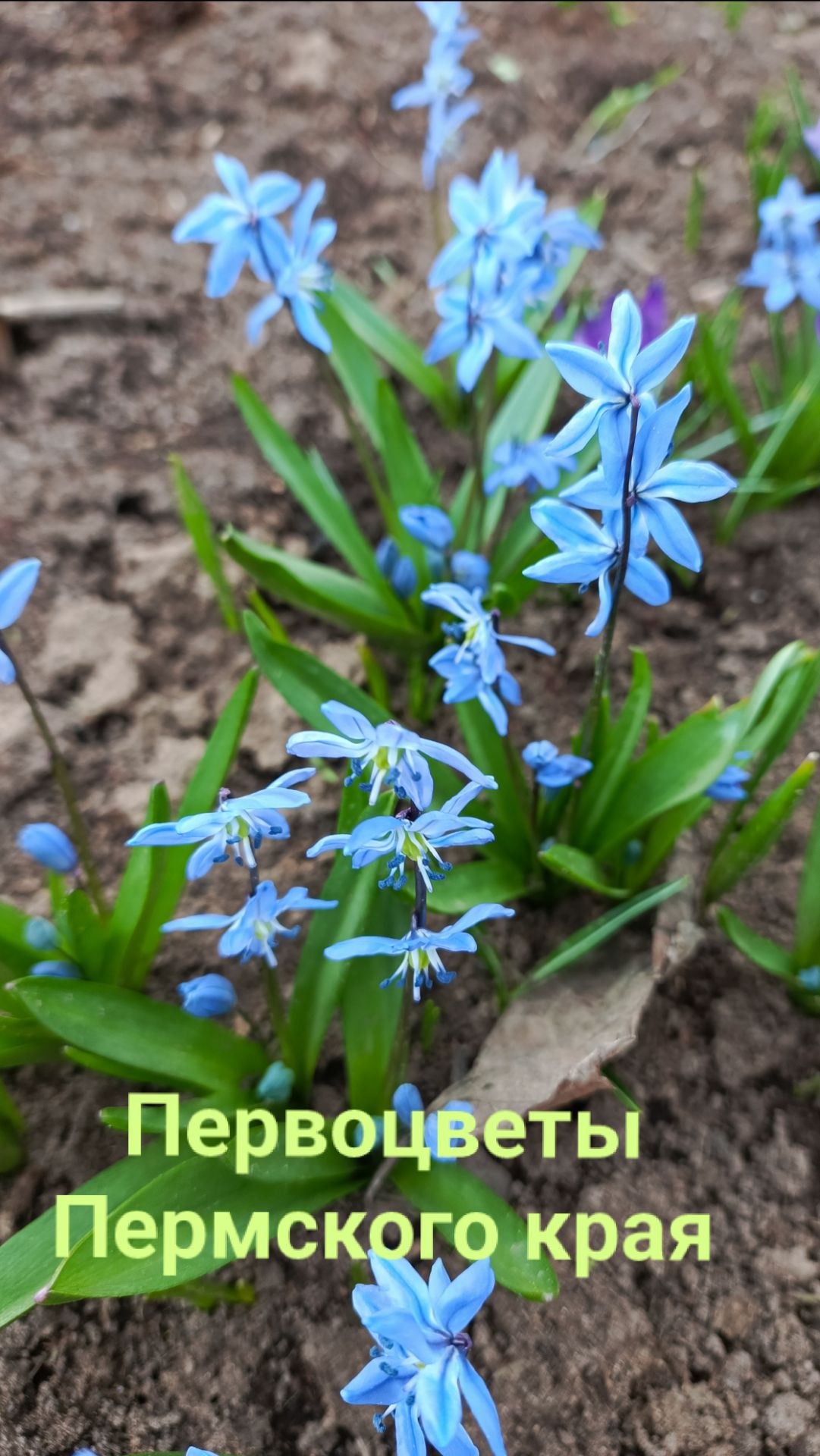 Какие цветы сейчас в Пермском крае цветут