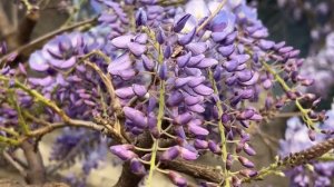 Ялта.Цветение самой старой глицинии города.Ул.Морская. Сиреневый водопад.Апрель 26.Крым.Crimea.Yalta