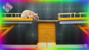 Приключения хомяков в лабииринте! 2