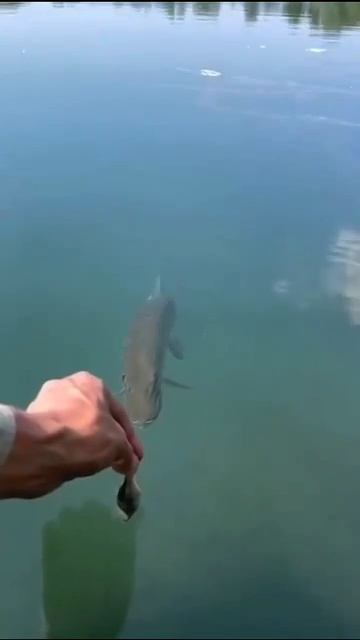 щука в деле