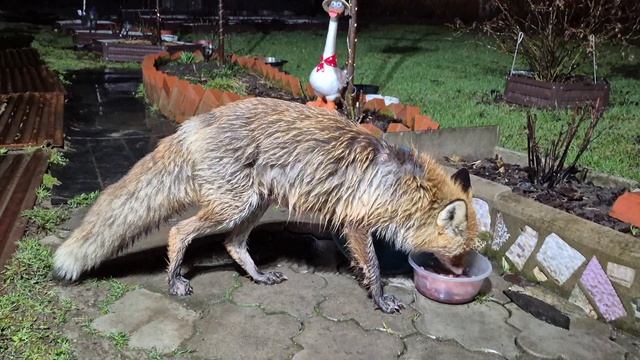 Заживает и ранка и лапка