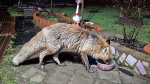 Заживает и ранка и лапка