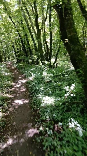 Интересные цветочки встретились на горе Медведь в Архипо-Осиповке на Чёрном море