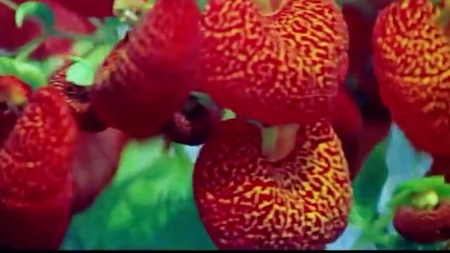 "Во саду и в огороде"💓