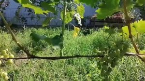 Отличие винограда Рошфор от Кардинала.