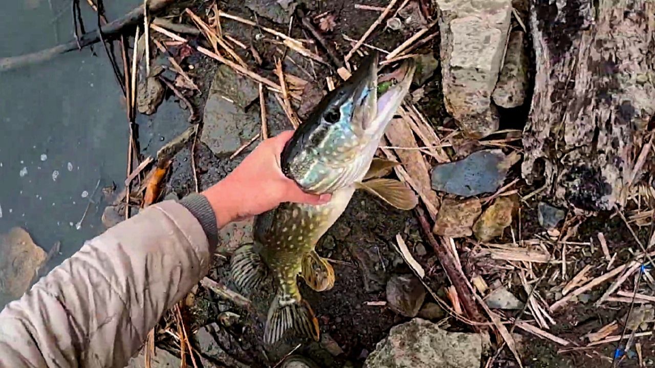 Неожиданно поймал крупную щуку! Ловил хищника на спиннинг. Рыбалка 2026 года.