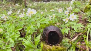 В канун снежной пурги ! Грибная прогулка ! Грибы 2026 !