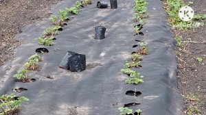 Работаю в огороде.