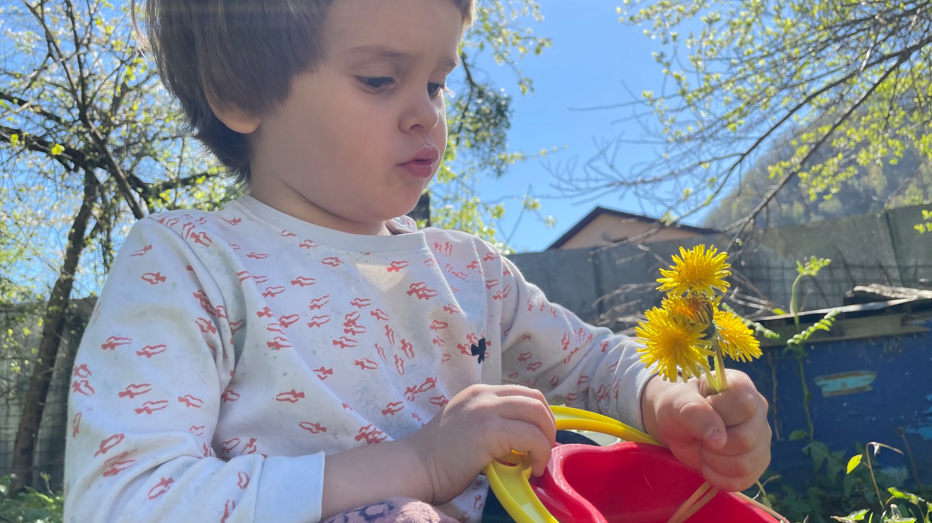 Рецепт заготовки одуванчиков для очищения печени