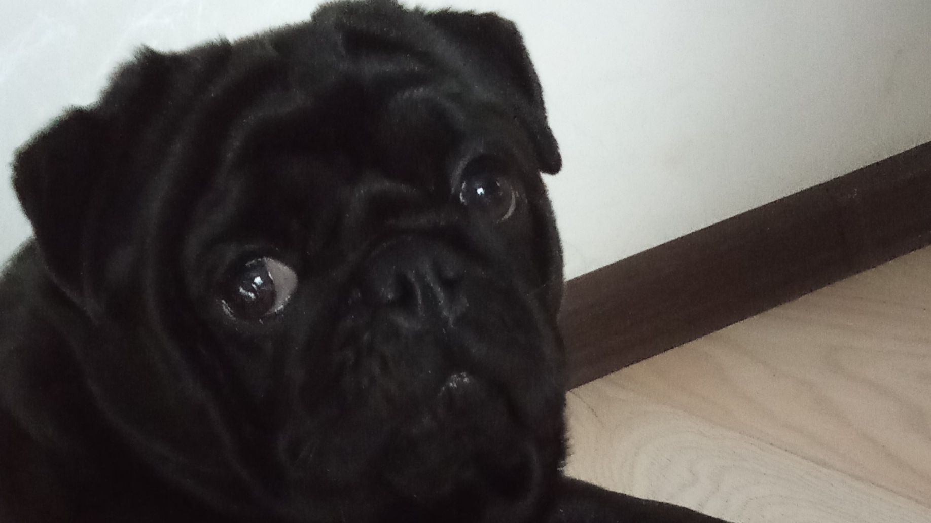 Это Мёрфи мопсик