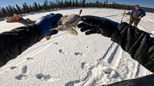 Рыбалка в предгорье плато Путорана | Отличная погода, рыба клюет... | День 2, заключительная часть