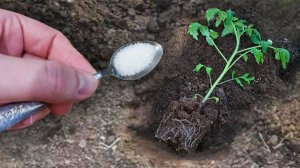 Что положить в лунку при посадке томатов, чтобы урожай был шикарным