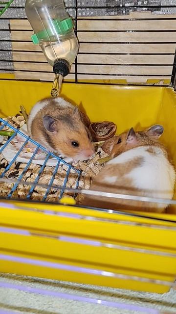 Любимые лакомства Поти и Моти 🐹 🌿