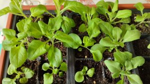 Как растёт моя петуния