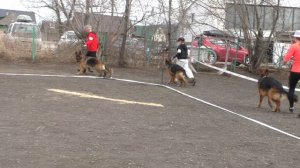 суки юниоры длинная шерсть