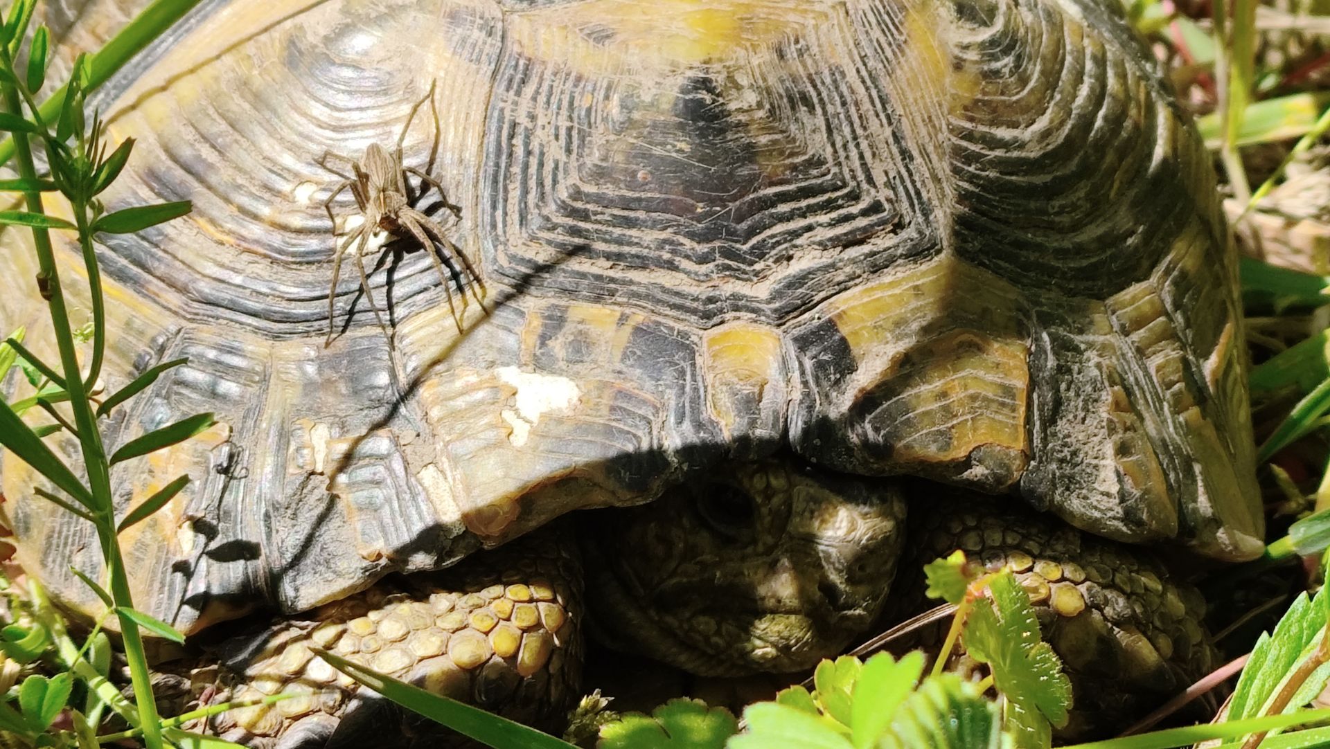 Черепахи на Дольменах под Новороссийском, забрались высоко на гору