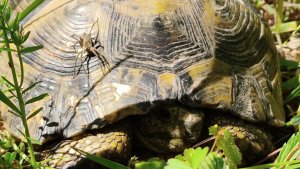 Черепахи на Дольменах под Новороссийском, забрались высоко на гору