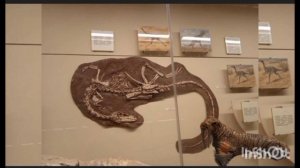 Четвертая часть экскурсии по государственному московскому палеонтологическому музею