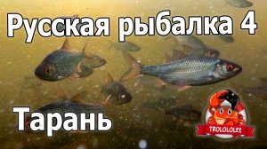 Русская рыбалка 4.Тарань