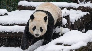 Панда Катюша радуется возвращению зимы в Московском зоопарке