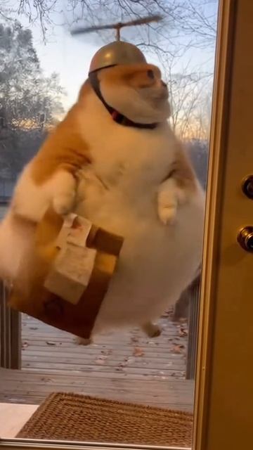 Карлсон уже не тот... 😂