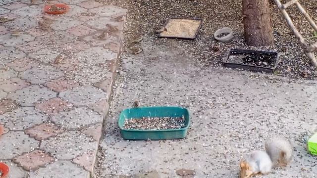 белки голодные ссорятся