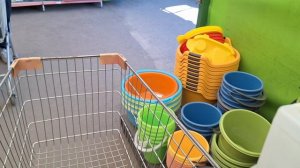 новые растения для сада