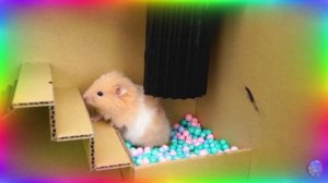 Хомяк столкнулся с непреодолимым испытанием на выживание! Испытание в лабиринте для хомяков. часть 2