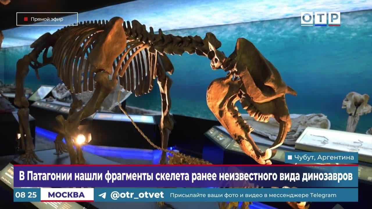 В Патагонии нашли фрагменты скелета ранее неизвестного вида динозавров