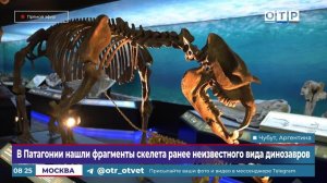 В Патагонии нашли фрагменты скелета ранее неизвестного вида динозавров