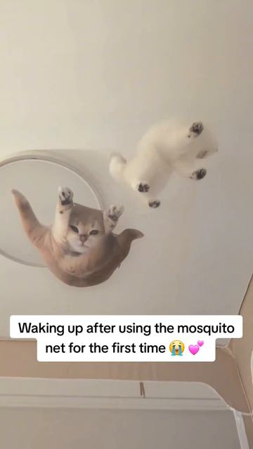 Какие-то странные комары