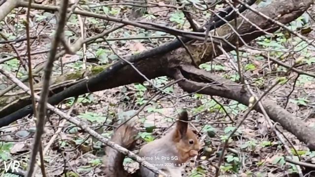 Белка в поисках корма 🌲🌳🐿️🌲🌳  25.04.2026