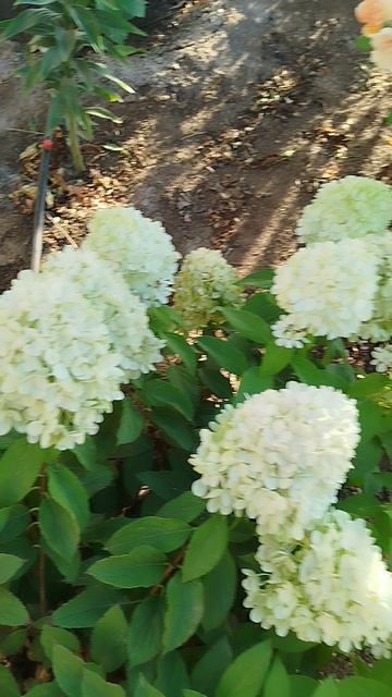 Метельчатая гортензия Мохито.