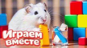 ХОМЯК ВЫБИРАЕТСЯ ИЗ СЕКРЕТНОЙ ХОМЯЧЕЙ ТЮРЬМЫ ! Играем ВМЕСТЕ ! Помогаем выбраться из лабиринта 2.