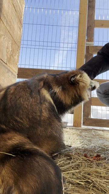 Енотовидная Фрау! #ферма #животные #лиса #енотовиднаясобака #собака #питомец #пушистик #енотка