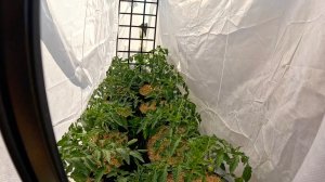 Обычные выходные. Карьерная комиссия. Уговаривали остаться. Дождь -  время для саморазвития.