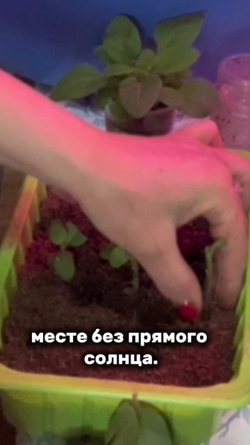 Укореняю черенки петунии😊