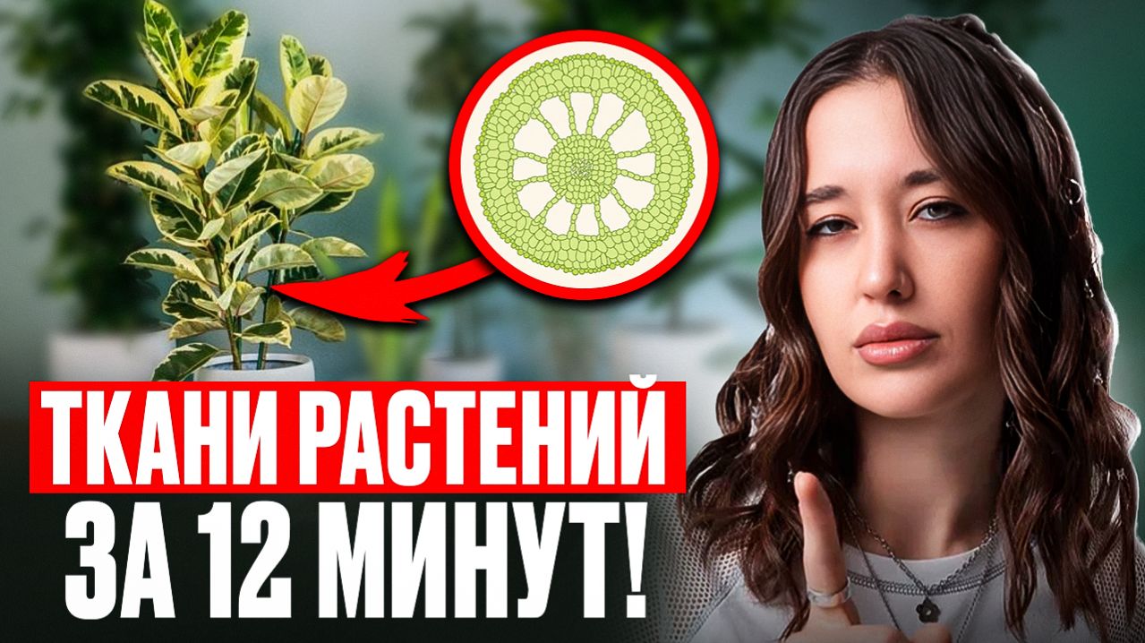 СХЕМА ЗАПОМИНАНИЯ всех тканей растений для ЕГЭ по биологии 2026