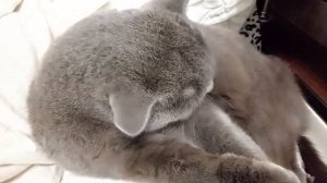 Кошка Маруся  мурлычет и умывается 🐱