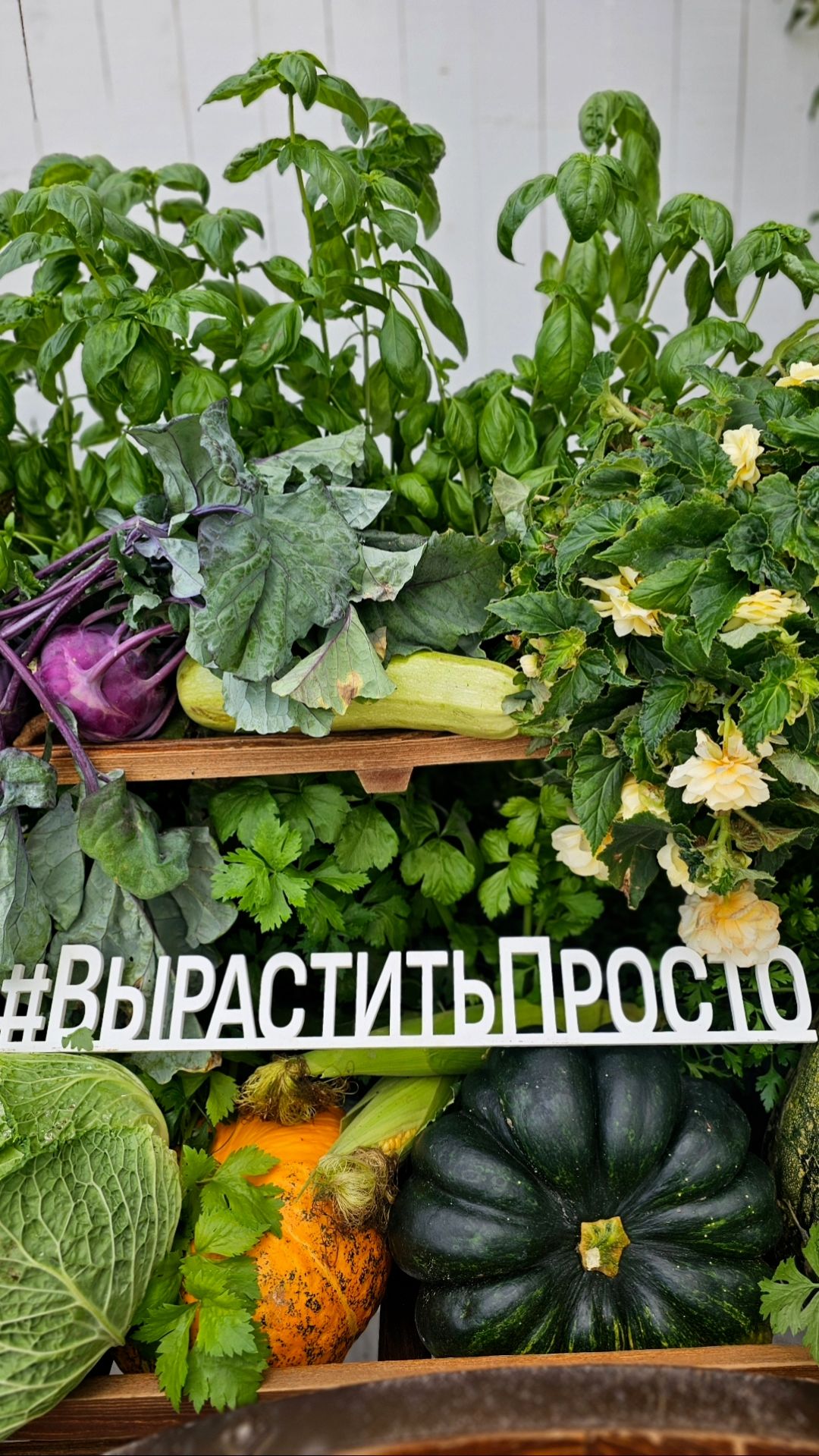 ЭТИ культуры вырастить ЛЕГКО И ПРОСТО!