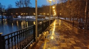 Приглашаю на вечернюю прогулку с французским бульдогом Стичем! Подписывайтесь на канал EcclesiaRus!.