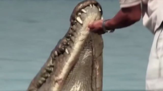 Бобби Блеск - Крокодил