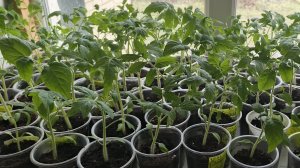 28.04.26 Рассада томатов готовится ехать к новым хозяевам