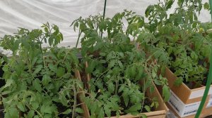 Рассаде томатов уже не терпится попасть в грунт.Осталось чуть-чуть,идет тепло