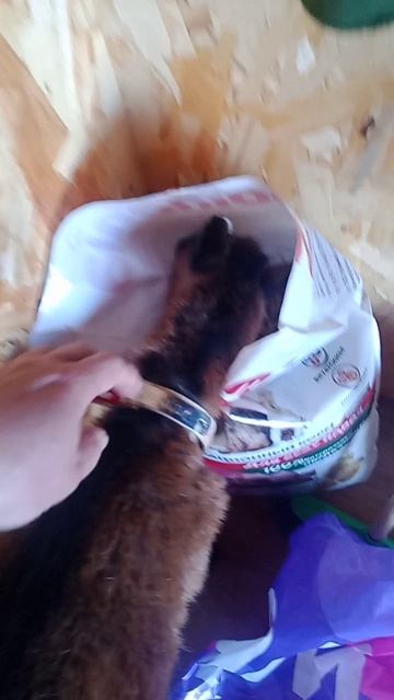 коза ест собачий корм