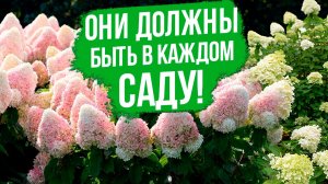 ЛУЧШИЕ сорта гортензии метельчатой! Как вырастить гортензию метельчатую.