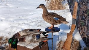 Охота с подсадной уткой. Открытие весенней охоты.26.04.2026.