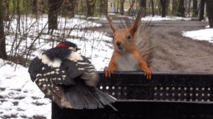 Белки. Мышь. И голодный дятел. Зарисовка